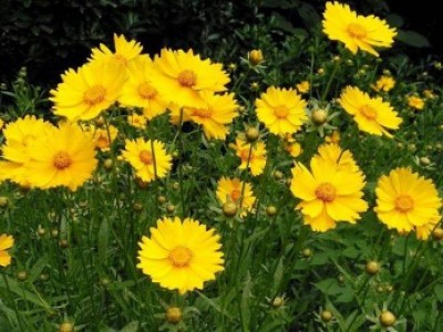 宿根花卉品種特色有哪些？