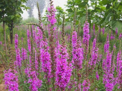 花卉苗木養(yǎng)護(hù)管理主要有幾方面？